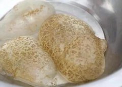 苔藓虫是一种非常神奇的远古生物